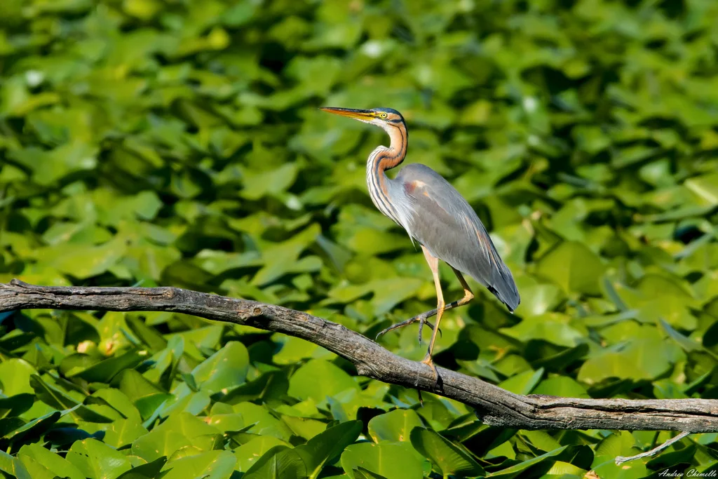 草鹭(Ardea purpurea)