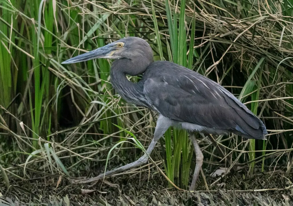 大嘴鹭（Ardea sumatrana）