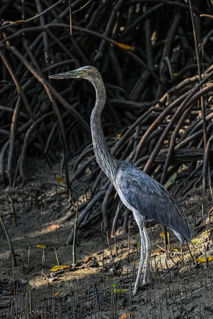大嘴鹭（Ardea sumatrana）