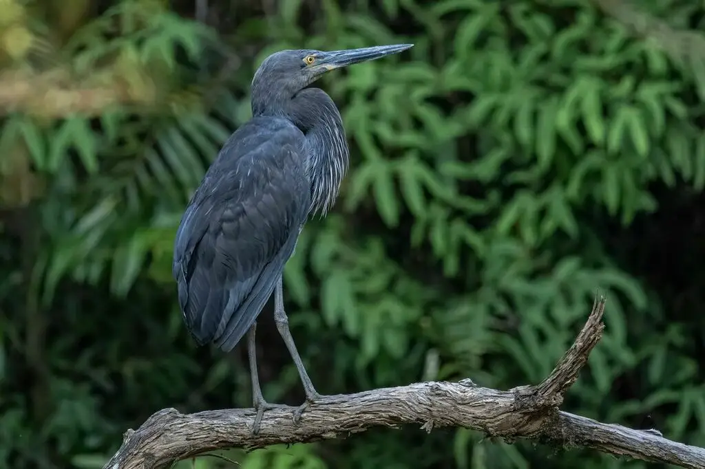 大嘴鹭（Ardea sumatrana）