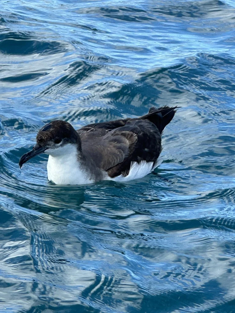 灰背鹱(Ardenna bulleri)