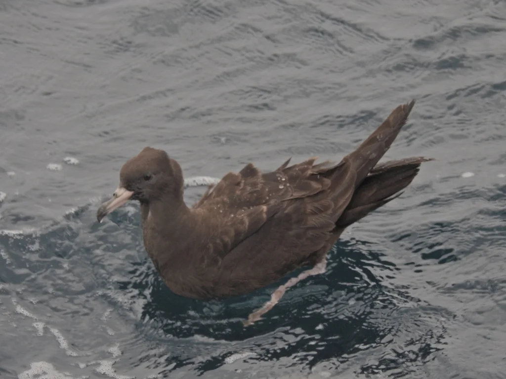 淡足鹱(Ardenna carneipes)