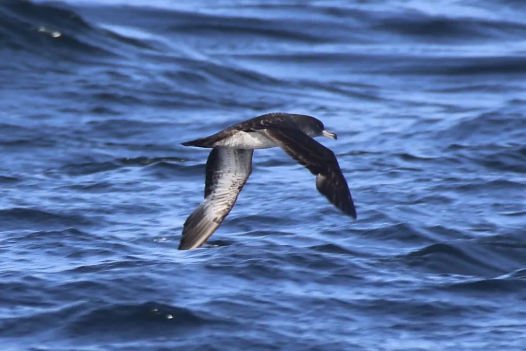粉脚鹱(Ardenna creatopus)