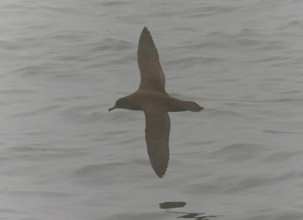 灰鹱(Ardenna grisea)