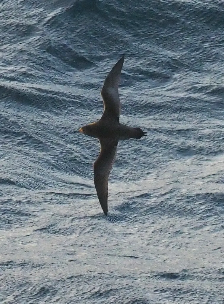 短尾鹱(Ardenna tenuirostris)