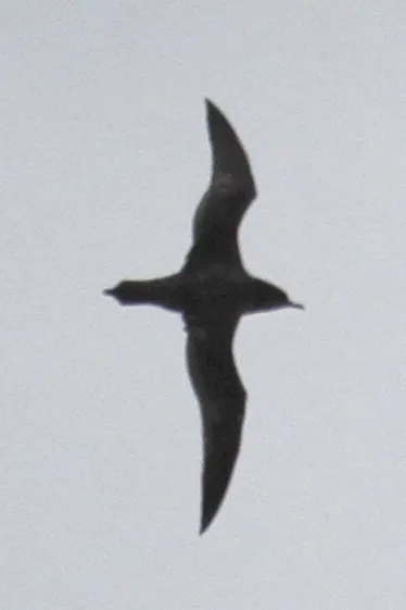 短尾鹱(Ardenna tenuirostris)