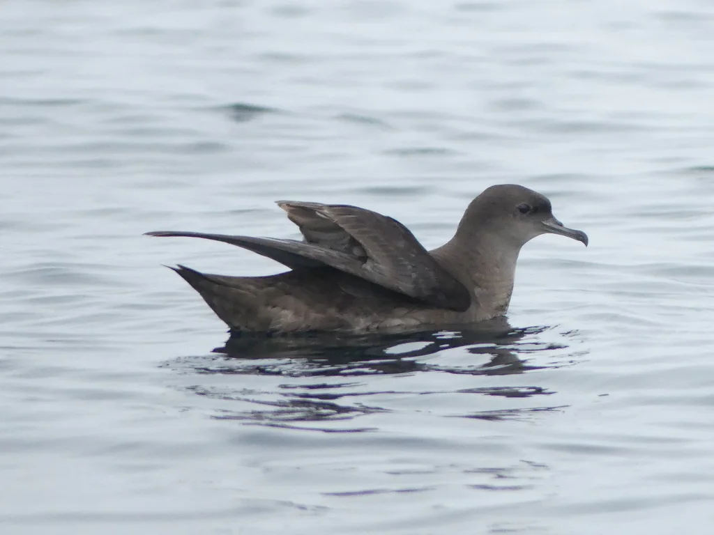 短尾鹱(Ardenna tenuirostris)