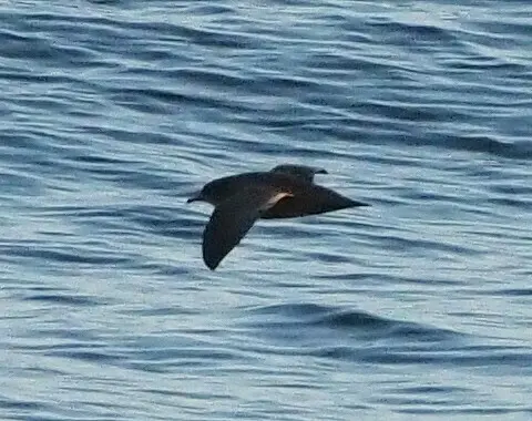 短尾鹱(Ardenna tenuirostris)