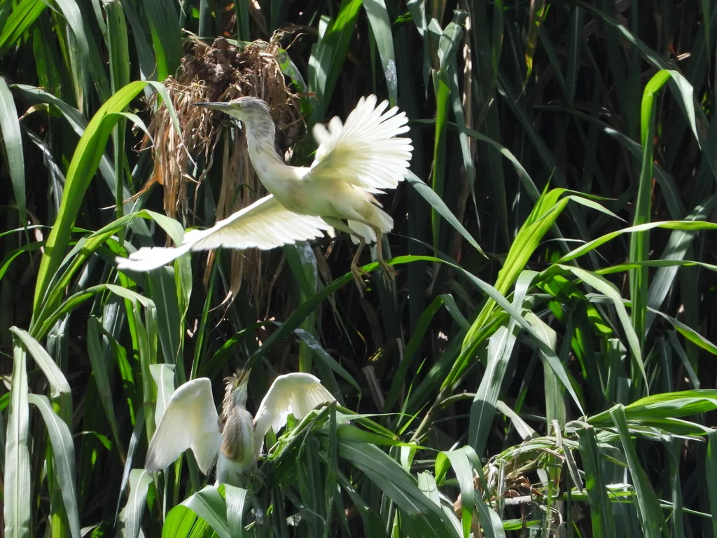 马岛池鹭(Ardeola idae)