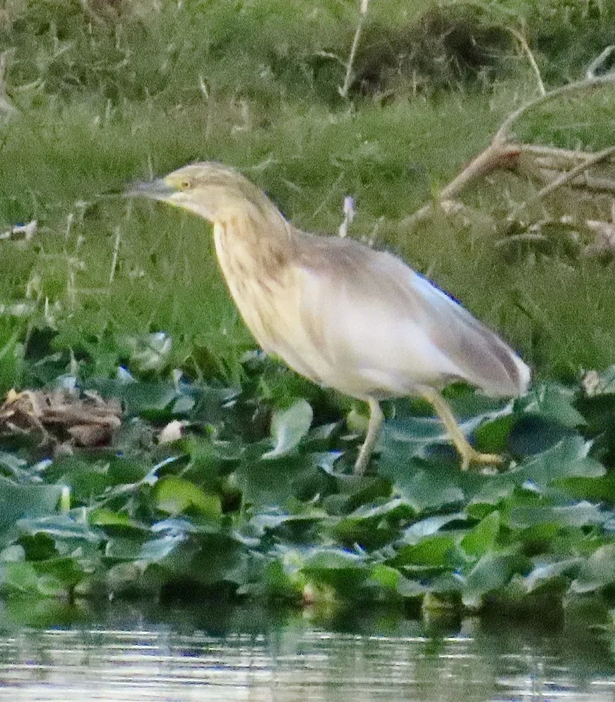 白翅黄池鹭(Ardeola ralloides)