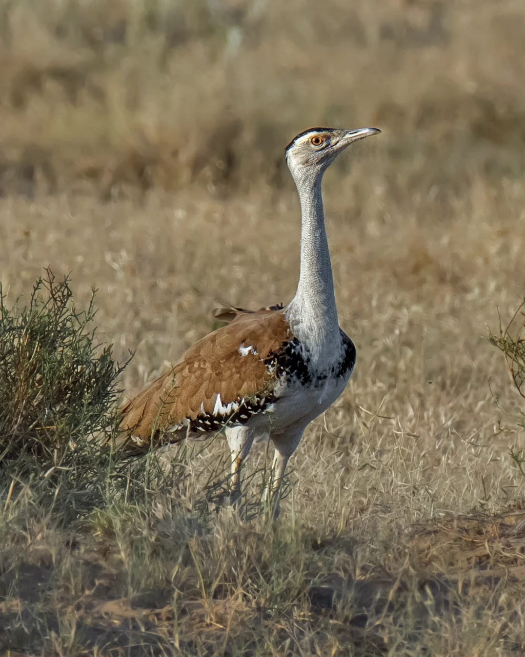 印度鹭鸨(Ardeotis nigriceps)