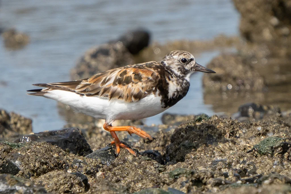 翻石鹬（Arenaria interpres）