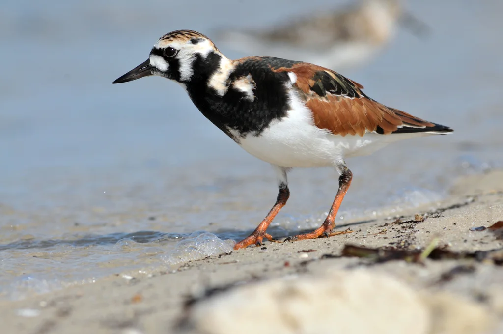 翻石鹬（Arenaria interpres）