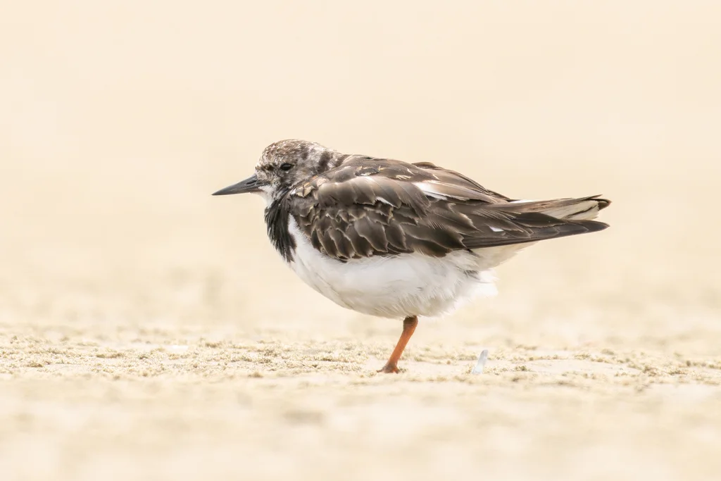 翻石鹬（Arenaria interpres）