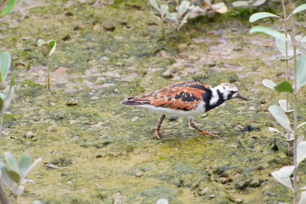 翻石鹬（Arenaria interpres）