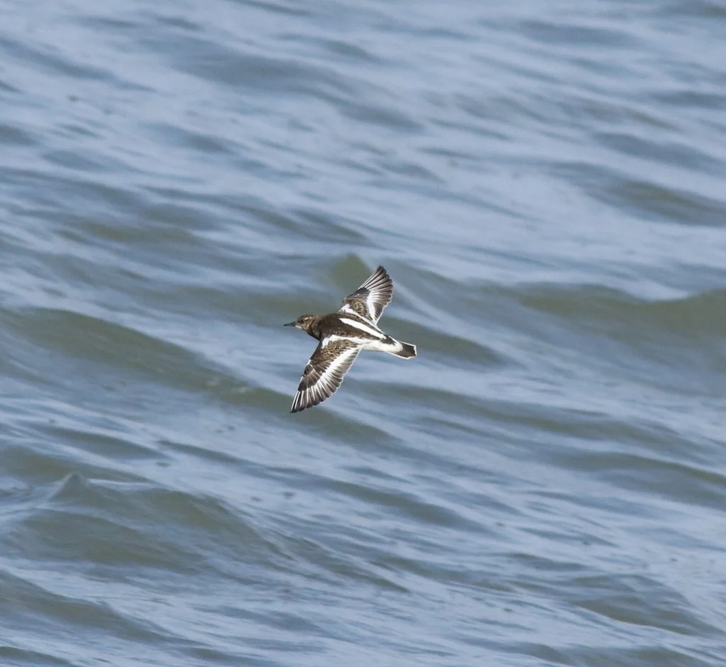 翻石鹬(Arenaria interpres)