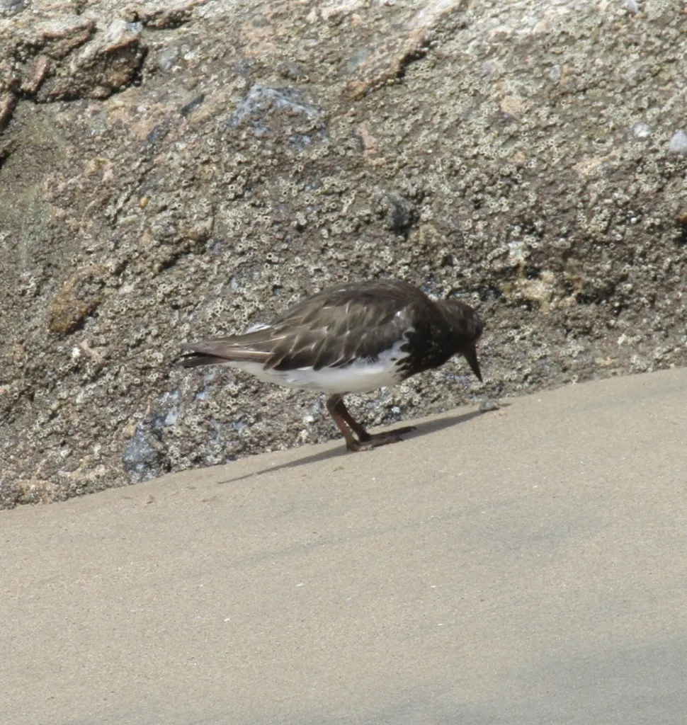 黑翻石鹬（Arenaria melanocephala）