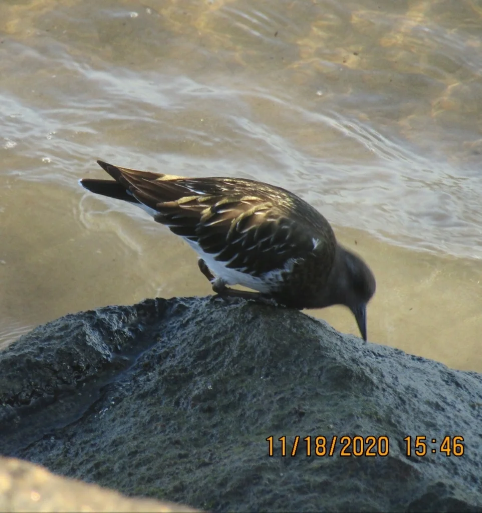 黑翻石鹬（Arenaria melanocephala）