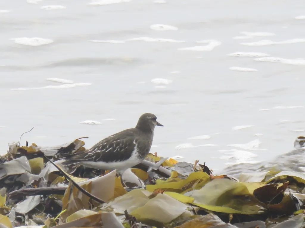 黑翻石鹬（Arenaria melanocephala）