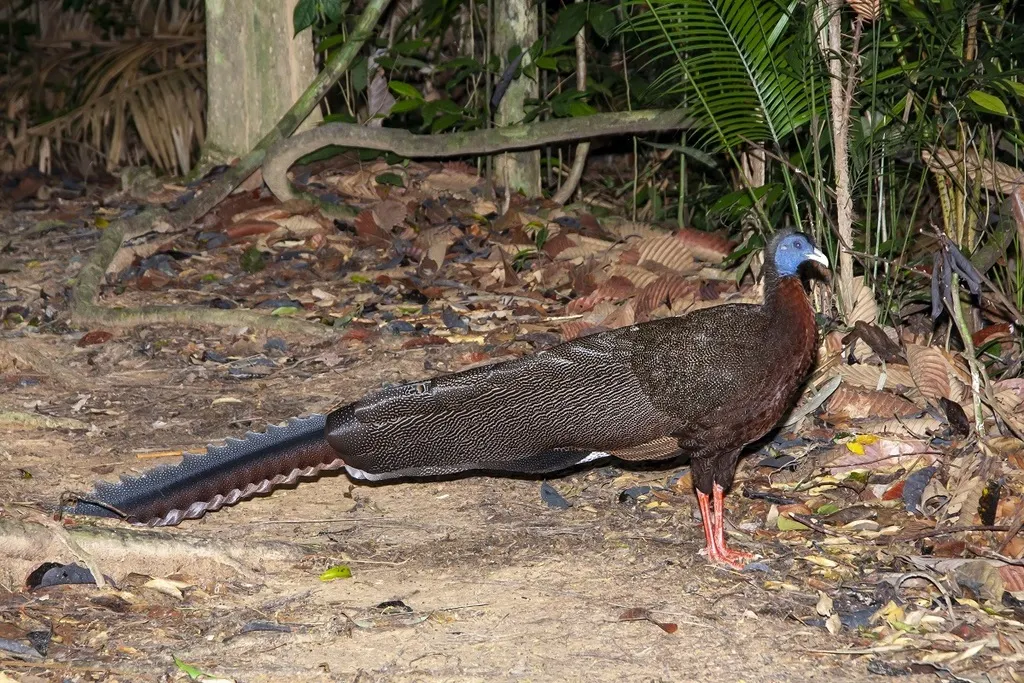 大眼斑雉(Argusianus argus)