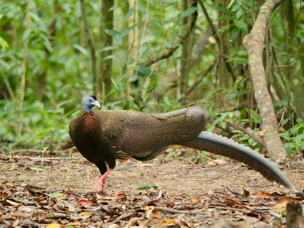 大眼斑雉(Argusianus argus)