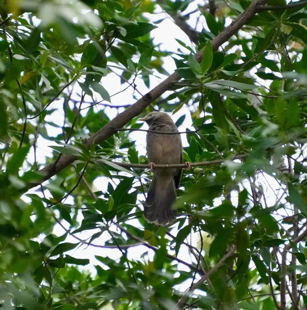 印度白头鸫鹛(Argya affinis)