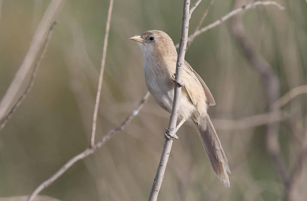 伊拉克鸫鹛(Argya altirostris)