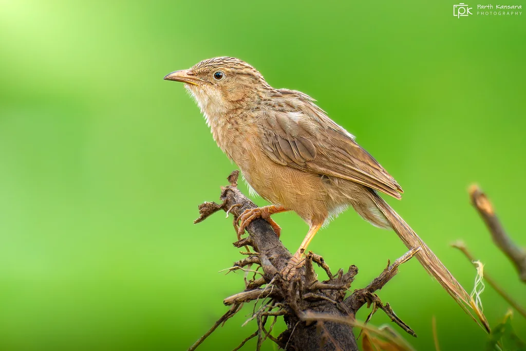 普通鸫鹛(Argya caudata)