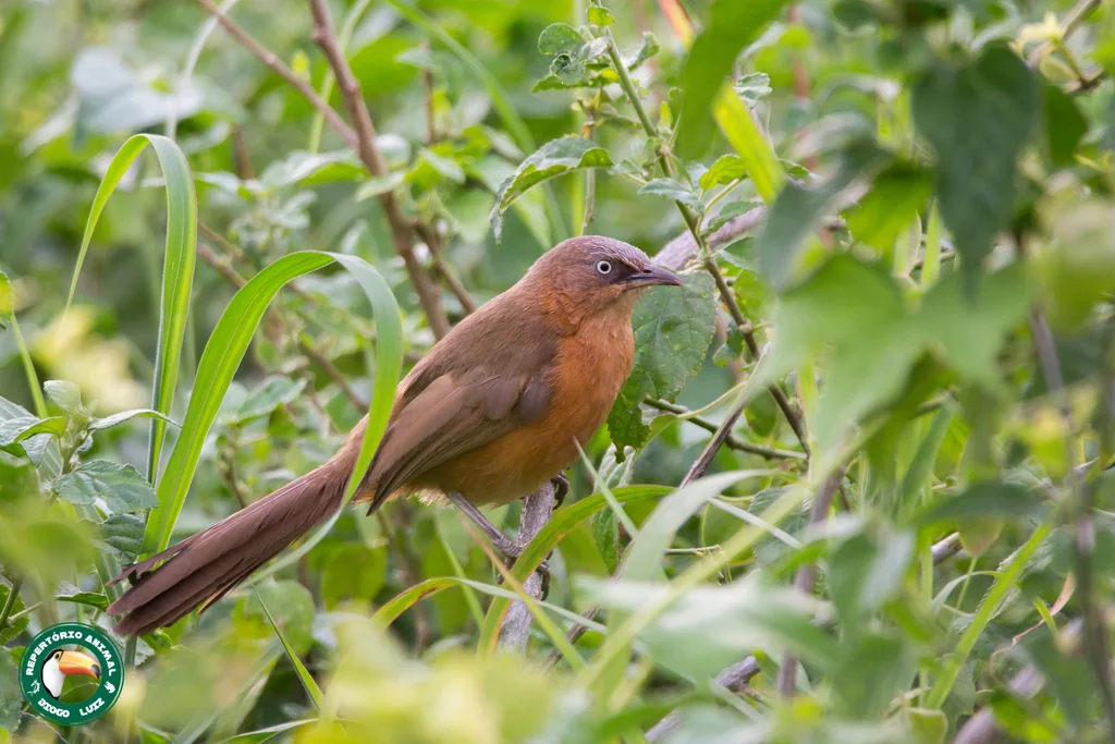 棕红鸫鹛(Argya rubiginosa)