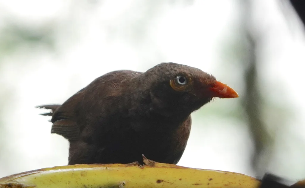 橙嘴鸫鹛(Argya rufescens)