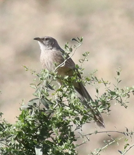 阿拉伯鸫鹛(Argya squamiceps)