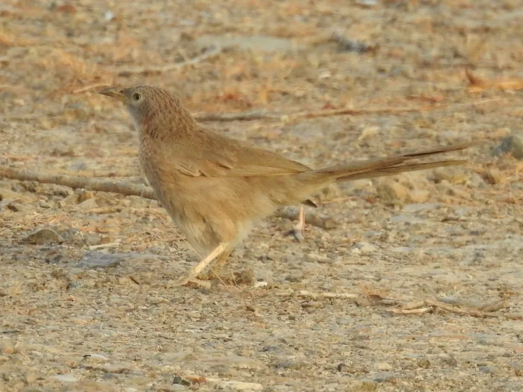 阿拉伯鸫鹛(Argya squamiceps)