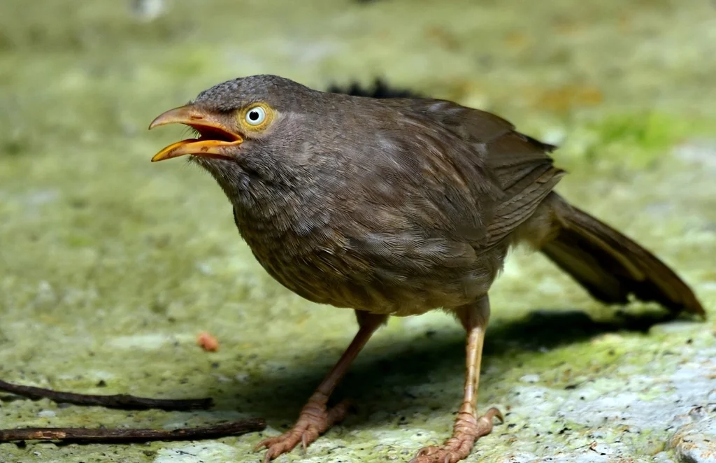 丛林鸫鹛(Argya striata)