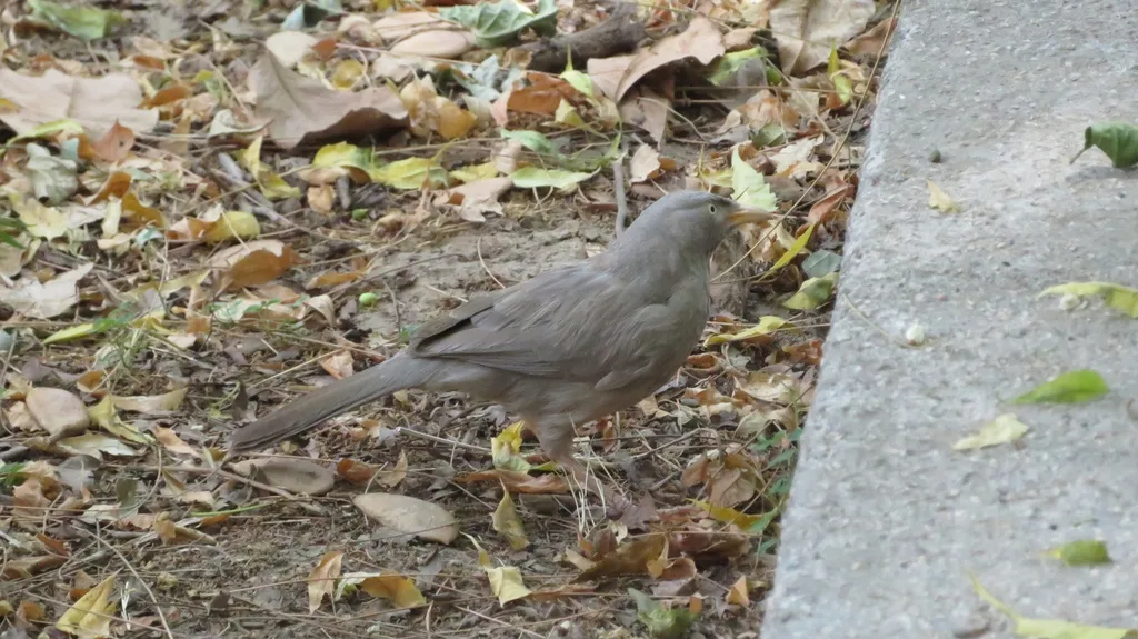 丛林鸫鹛(Argya striata)