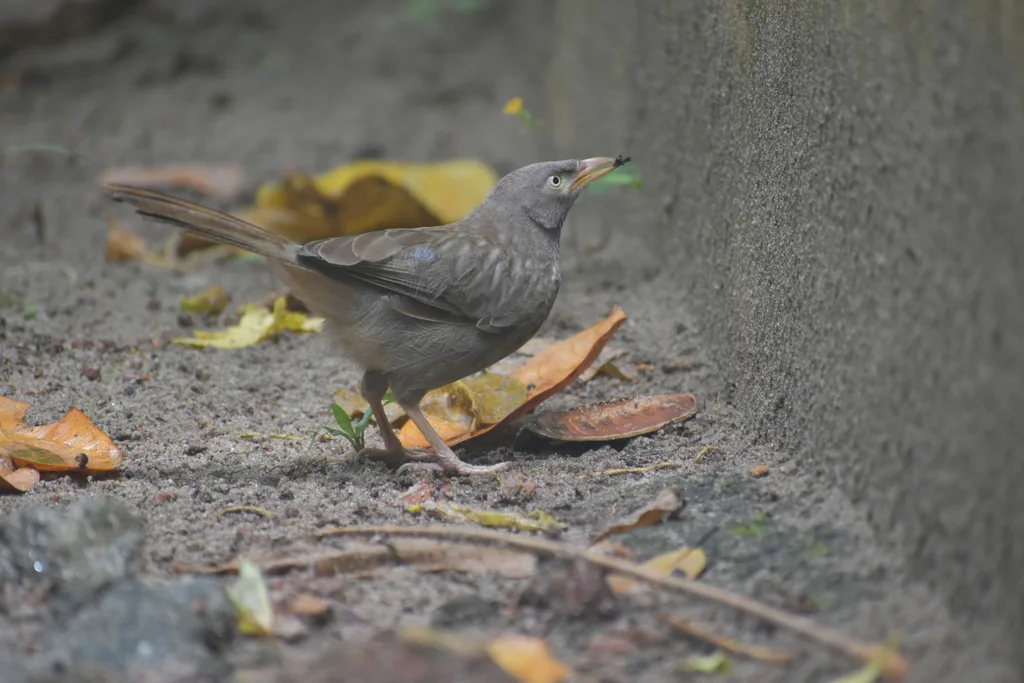 丛林鸫鹛(Argya striata)