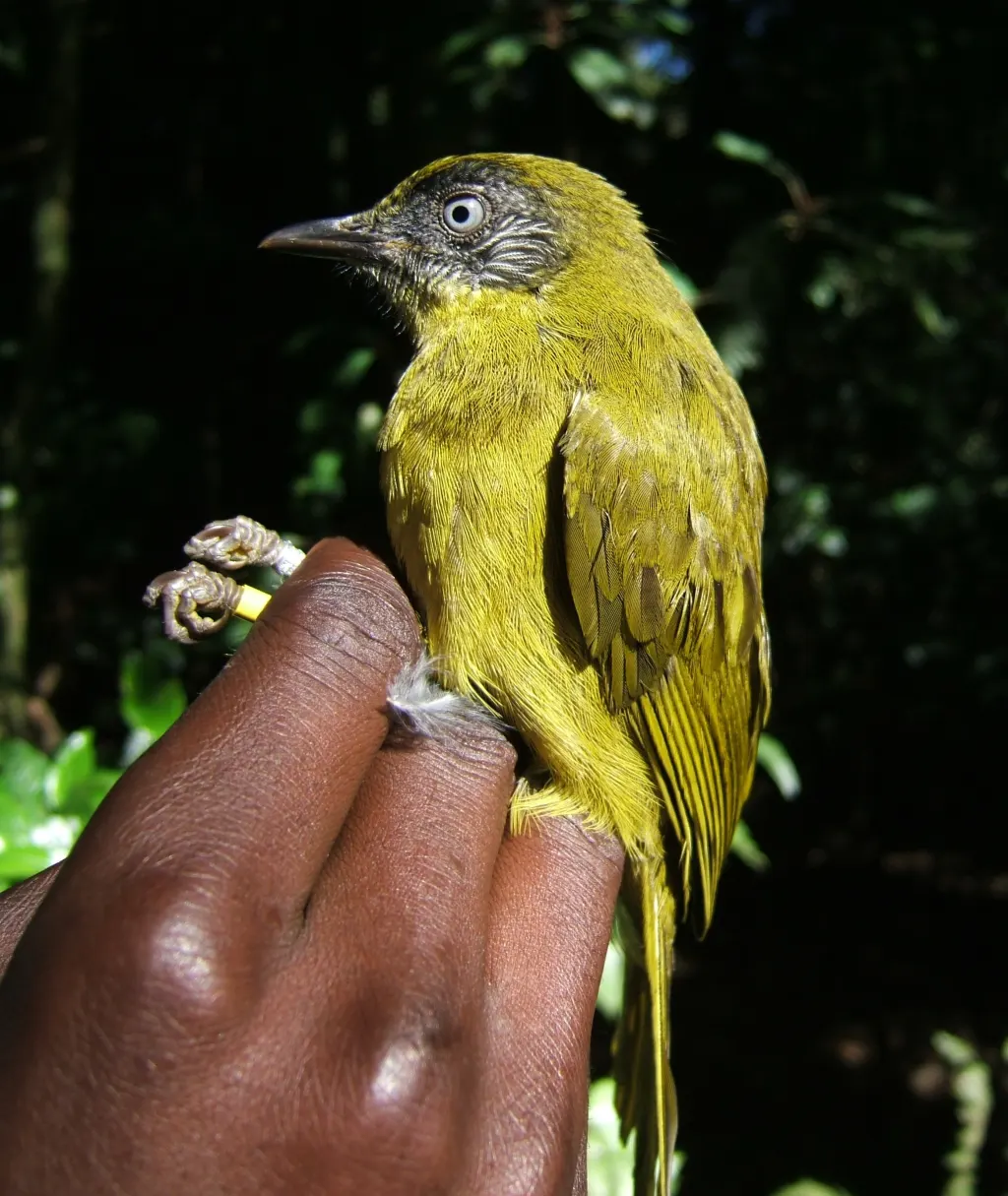 纹颊绿鹎(Arizelocichla milanjensis)