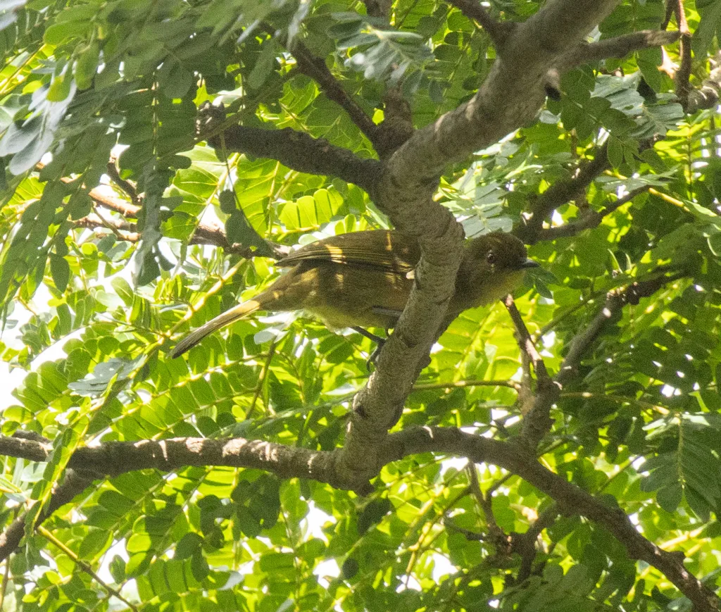 喀麦隆绿鹎（Arizelocichla montana）