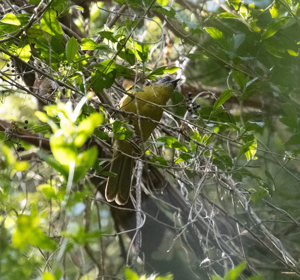 纹脸绿鹎(Arizelocichla striifacies)