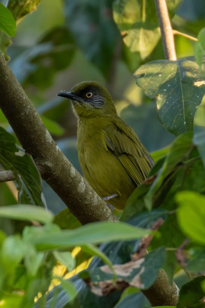 纹脸绿鹎(Arizelocichla striifacies)