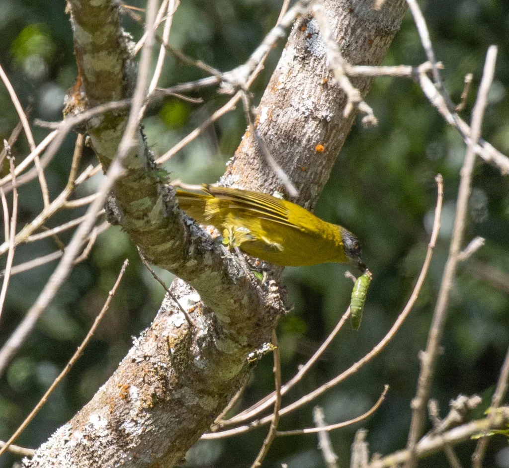纹脸绿鹎(Arizelocichla striifacies)