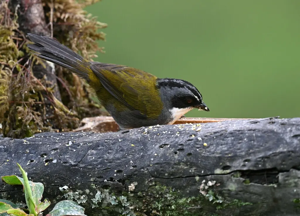 灰眉薮雀（Arremon assimilis）