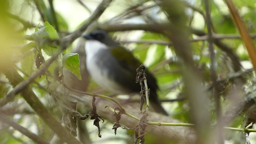 灰眉薮雀（Arremon assimilis）