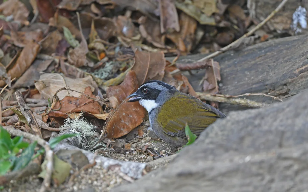 北纹头薮雀(Arremon basilicus)