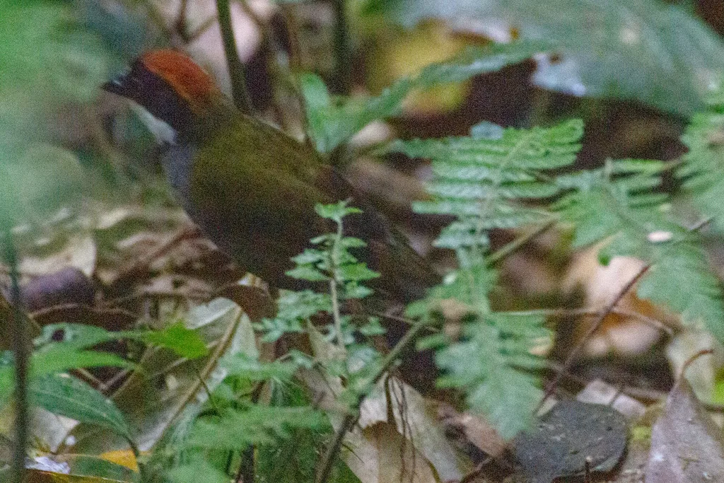 栗顶薮雀(Arremon brunneinucha)
