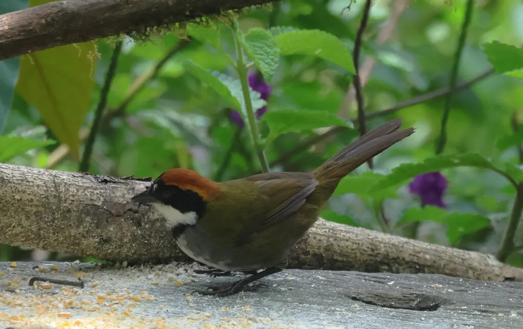 栗顶薮雀(Arremon brunneinucha)