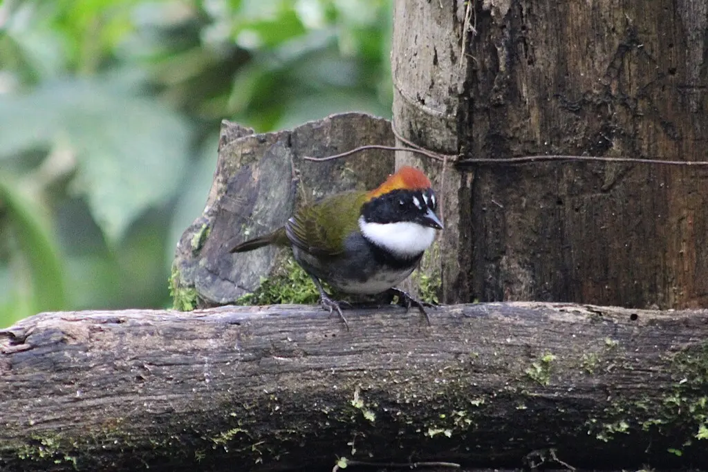 栗顶薮雀(Arremon brunneinucha)
