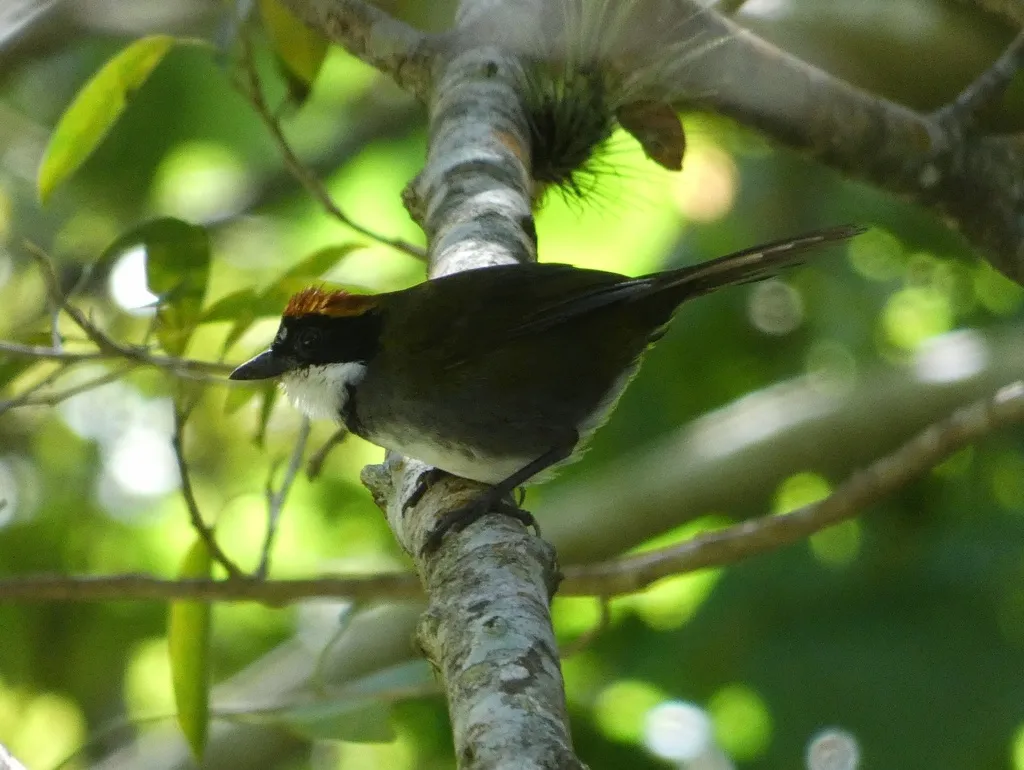 栗顶薮雀(Arremon brunneinucha)