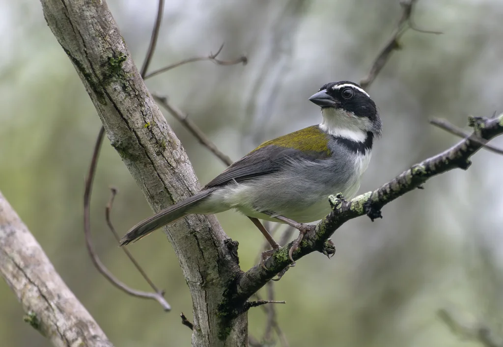 马谷金肩雀(Arremon nigriceps)