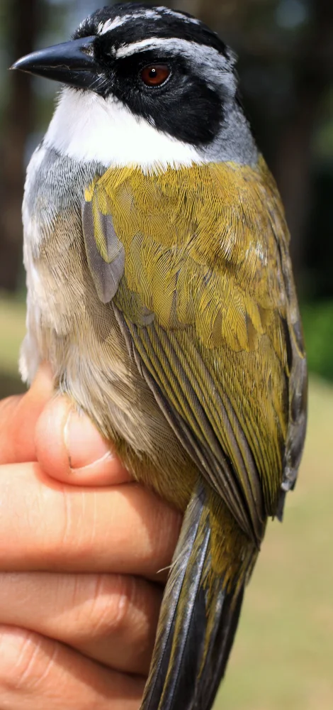 东纹头薮雀(Arremon perijanus)