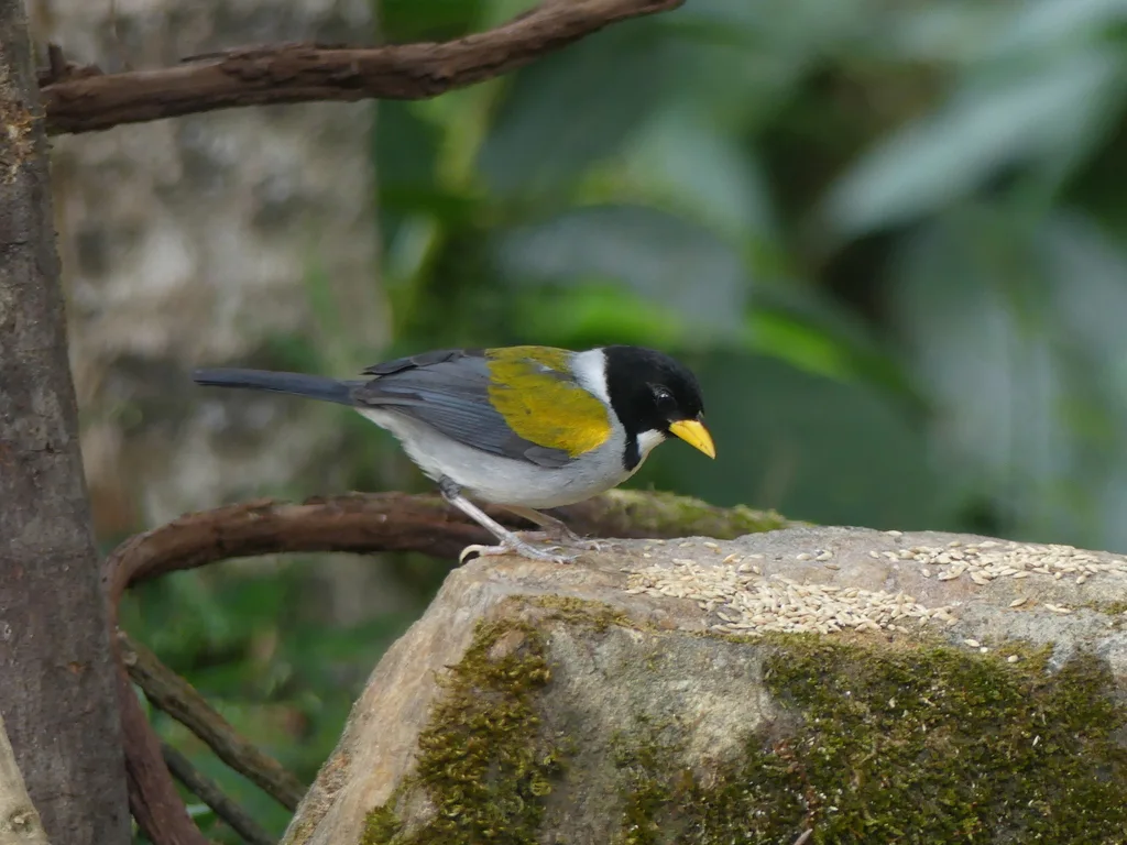 金翅金肩雀(Arremon schlegeli)